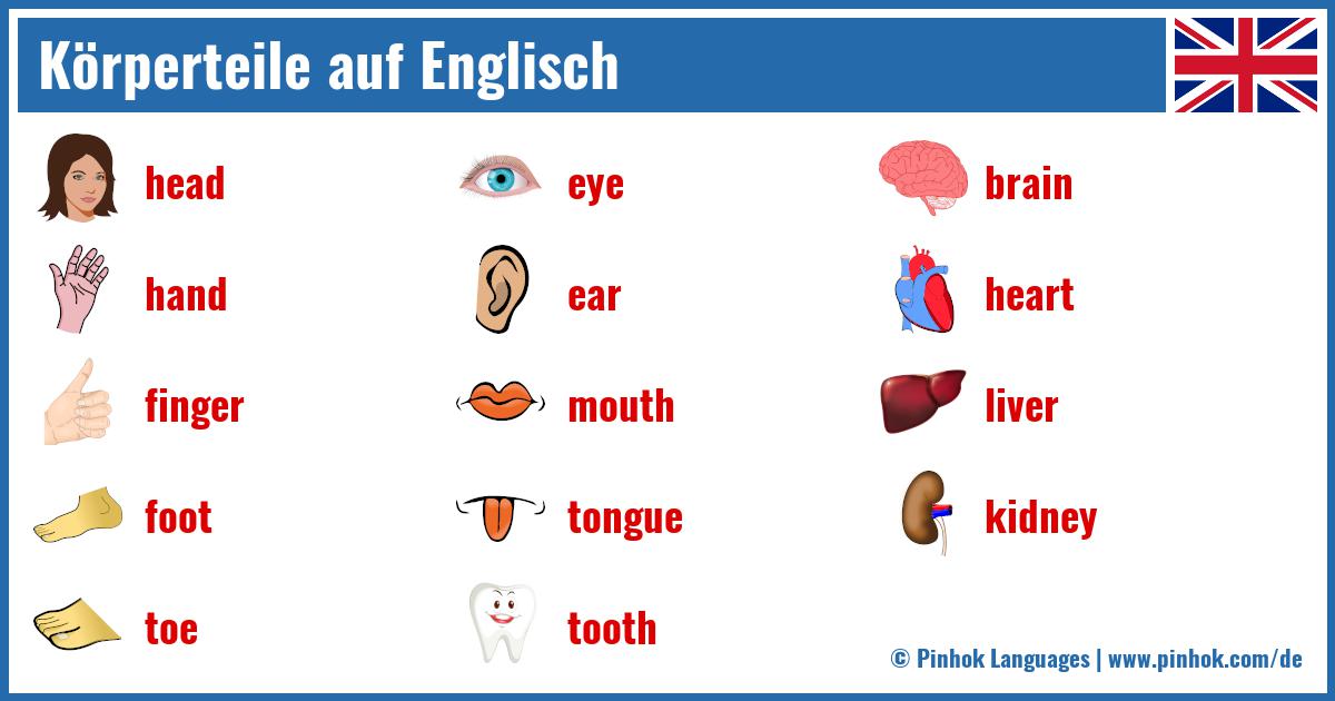 Körperteile auf Englisch