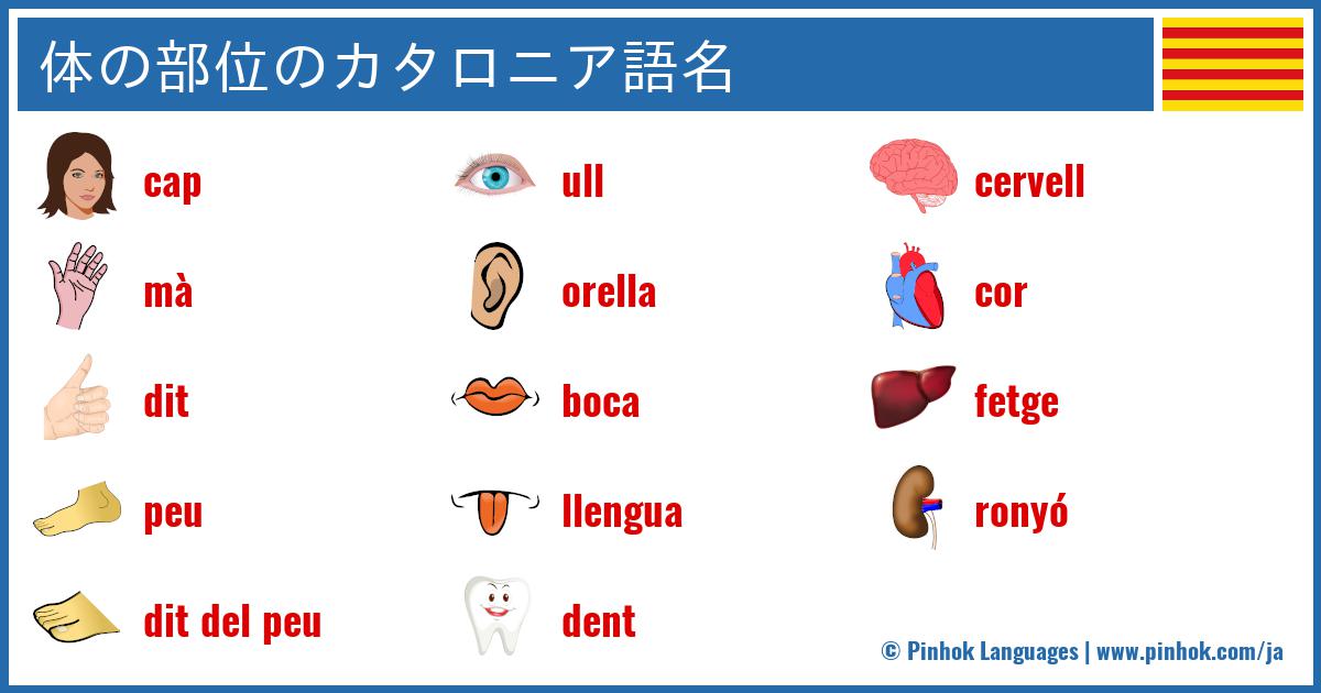 体の部位のカタロニア語名