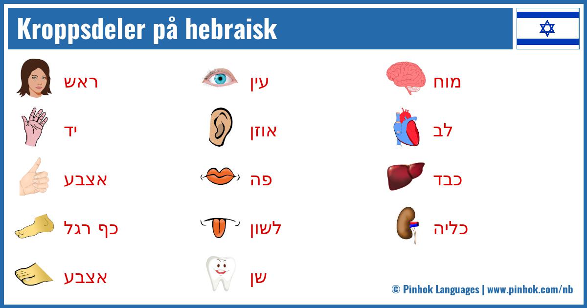 Kroppsdeler på hebraisk