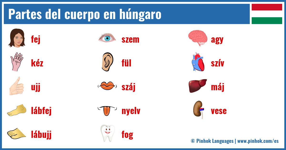 Partes del cuerpo en húngaro