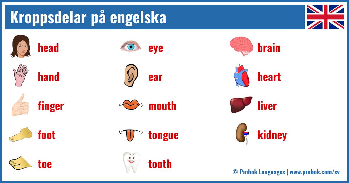 Kroppsdelar på engelska